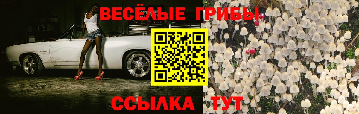 Псилоцибиновые грибы Psilocybe Красноуфимск